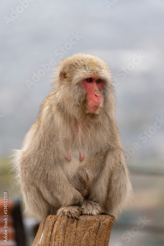 Japanese macaque in Arashiyama  Kyoto.