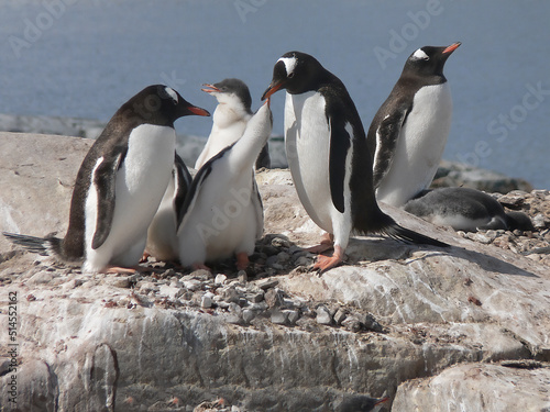 Gentoo Penguin family standing on rocks in Antarctica