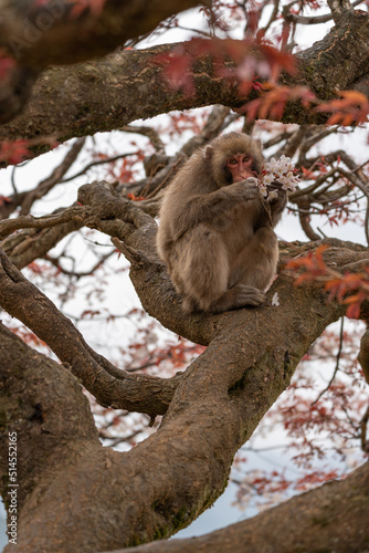 Fototapeta Naklejka Na Ścianę i Meble -  Japanese macaques on Arashiyama in Kyoto eat cherry petals.