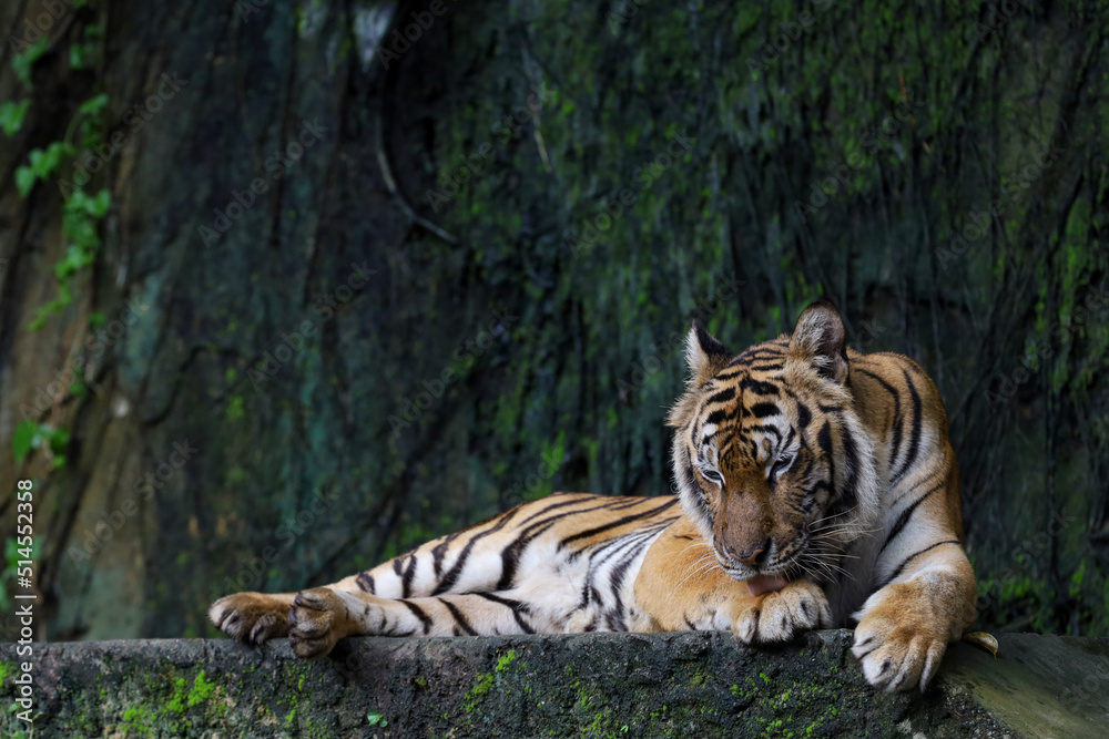 Close up Indochinese tiger is beautiful animal and dangerous in forest