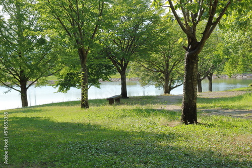 夏の日差しが照り付ける公園の風景