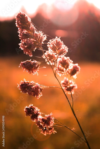 Reed grass flower exposed to evening sunlight in the background against a blurry meadow background, orange tone photo.