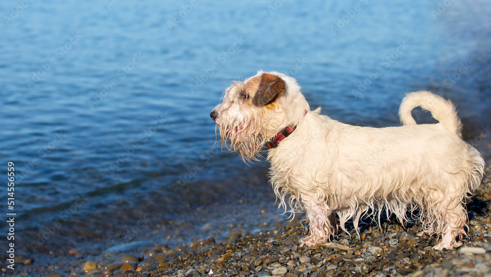 wet seallyham on the beach wet seallyham on the beach
