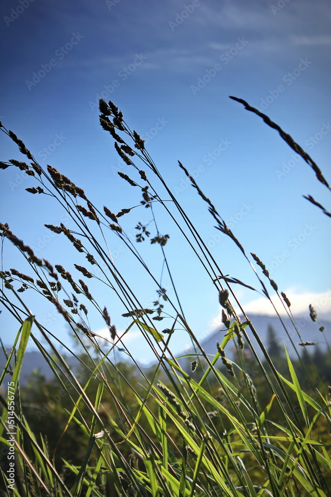 Fototapeta premium Grass flowers are blowing in the wind in a meadow against a dark sky background.