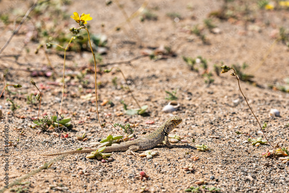 Naklejka premium lizard sunning itself near its underground cave, in the arid Atacama desert, during a spring bloom
