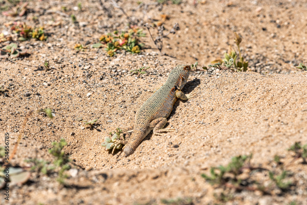 lizard sunning itself near its underground cave, in the arid Atacama desert, during a spring bloom lizard sunning itself near its underground cave, in the arid Atacama desert, during a spring bloom