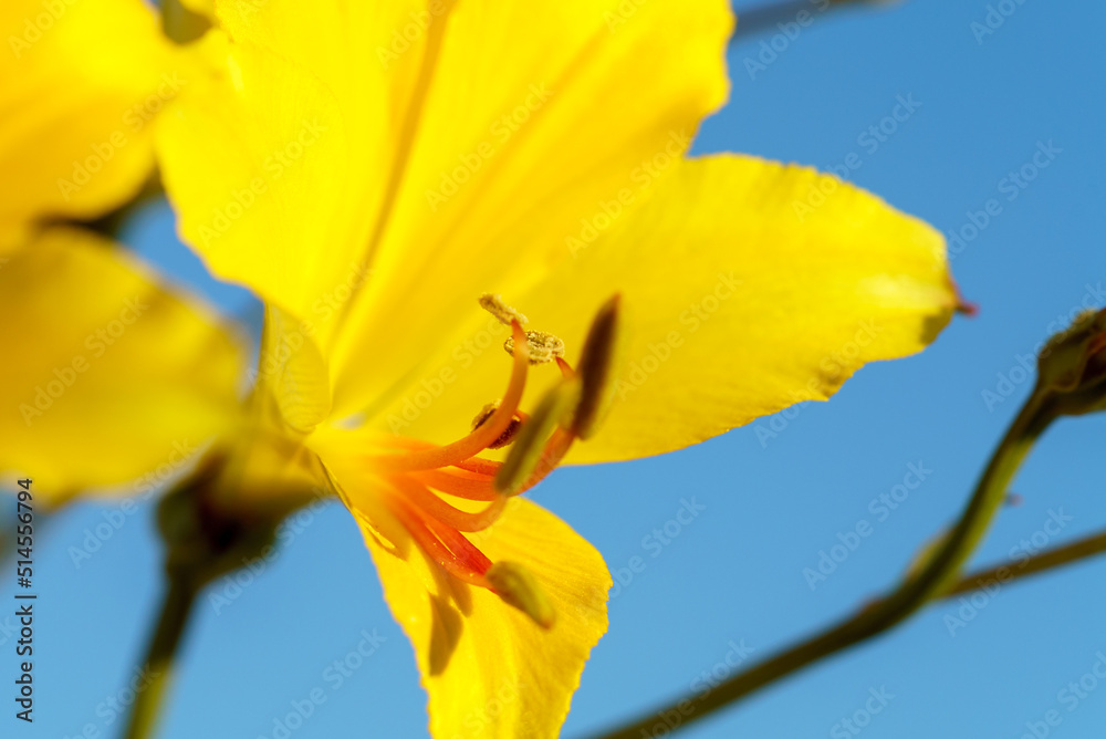strange and uncommon yellow alstroemeria blooming in the atacama desert strange and uncommon yellow alstroemeria blooming in the atacama desert