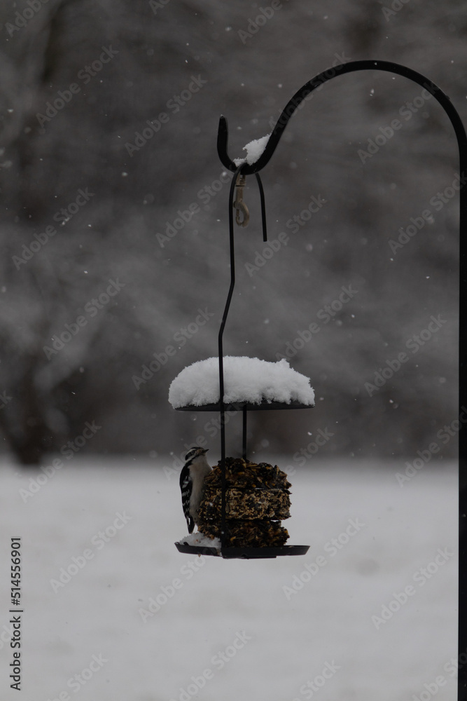 Black and white small woodpecker eating birdseed from seed cake on my deck in the snow during winter