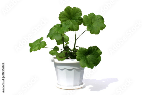 Geranium in a pot on a white background.