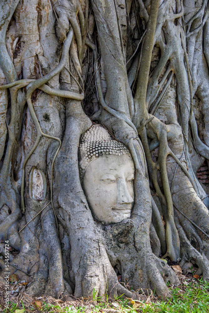 A Buddha head entwined within the roots of a tree in Wat Mahathat (Temple of the Great Relic),  a Buddhist temple in Ayutthaya Thailand. 
The history of this temple starts in 1374. 