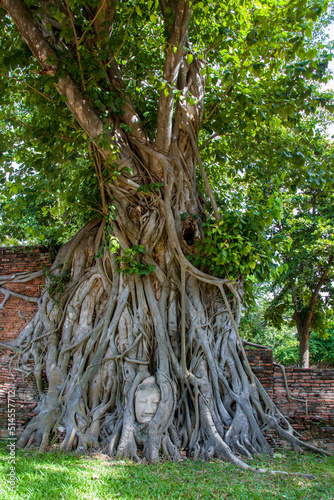 A Buddha head entwined within the roots of a tree in Wat Mahathat (Temple of the Great Relic),  a Buddhist temple in Ayutthaya Thailand. 
The history of this temple starts in 1374. 