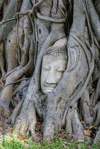 A Buddha head entwined within the roots of a tree in Wat Mahathat (Temple of the Great Relic),  a Buddhist temple in Ayutthaya Thailand. 
The history of this temple starts in 1374. 