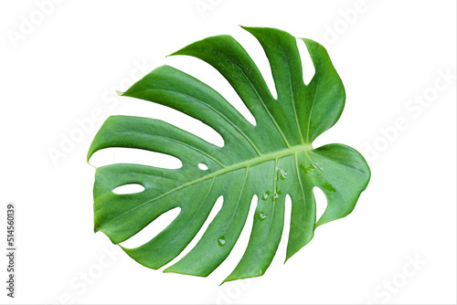 Green monstera leaves isolated from white background.