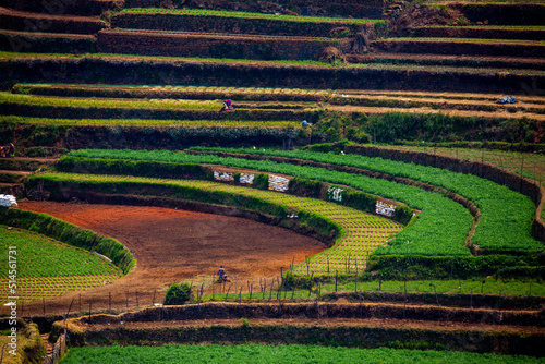 teras farming in india asia