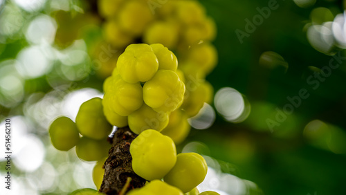 Phyllanthus acidus, known as the Otaheite Gooseberry, Malay, Tahitian, country Gooseberry, starberry, arbari, West India Gooseberry, or simply gooseberry tree photo