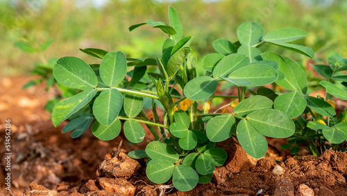 peanut, also known as the groundnut, goober, pindar, or monkey nut, and taxonomically classified as Arachis hypogaea, is a legume crop grown mainly for its edible seeds in the Indian village