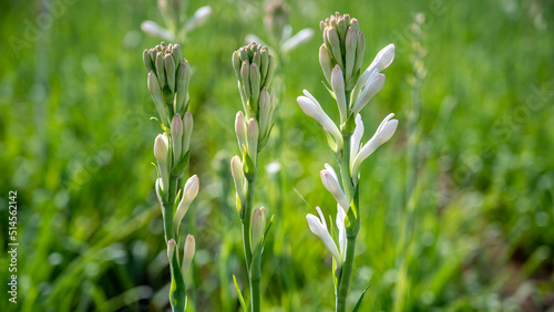 White tuberose (sampangi) flower in nature background