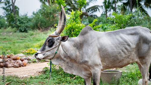 The Kangayam or Kangeyam cattle is an Indian breed of draught cattle from the state of Tamil Nadu, in South India. Its area of origin is the region surrounding kangayam nadu. photo