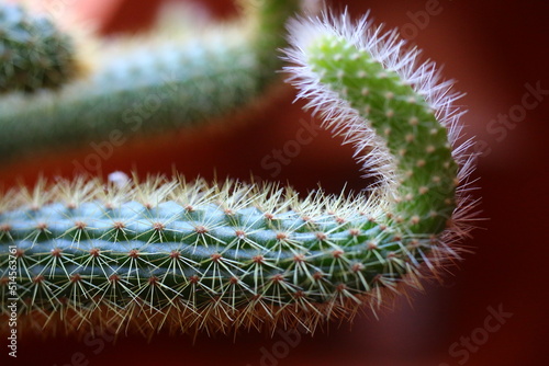 Cleistocactus aureospinus Hildewintera winteri Małpie ogony photo