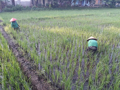 farmer in field  or petani indonesia sedang merawat dan membersihkan rumput yang mengganggu tanaman padi di sawah photo