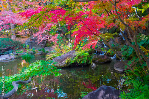 Fototapeta Naklejka Na Ścianę i Meble -  Japanese garden in Hiratsuka, Kanagawa, Japan