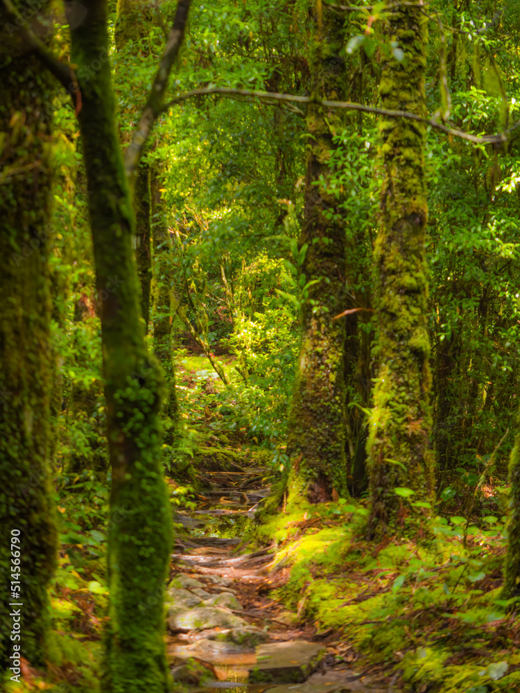 Fototapeta premium 雨上がりの苔むす森_02