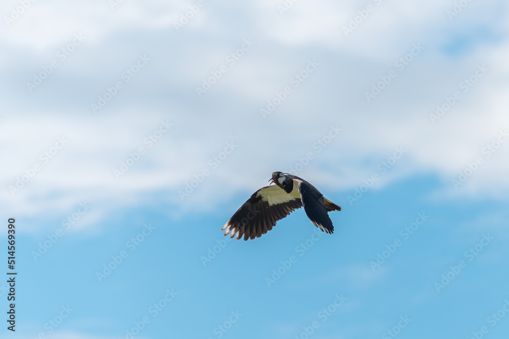 Obraz premium European Northern Lapwing or Green Plover, Vanellus vanellus, in flight.