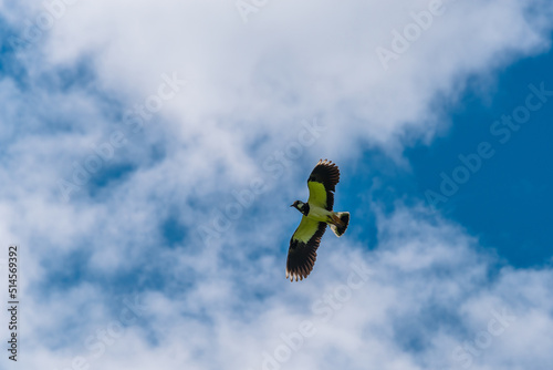 European Northern Lapwing or Green Plover, Vanellus vanellus, in flight.