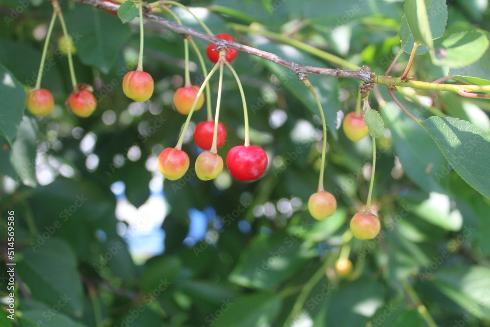 a new harvest of fresh cherry berries on a tree