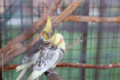 A pair of parrots colella female and male in a cage