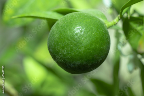 Macro Picture, Lemon on the lemon tree with blur background.Macro Short Of Green lemon fruit on the tree in the garden.