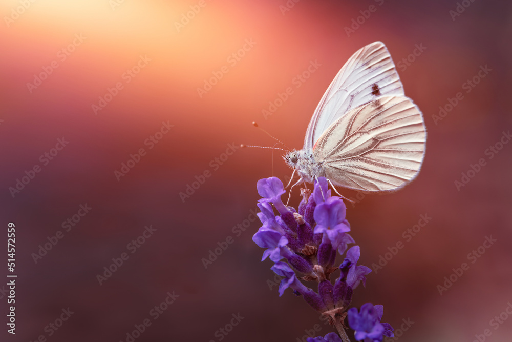 biały motyl na kwiatku lawendy o zachodzie słońca - obrazy, fototapety, plakaty 