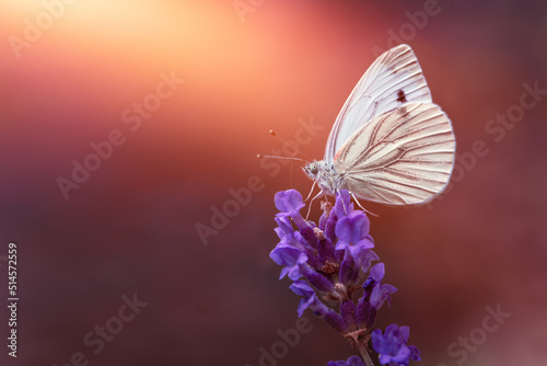 biały motyl na kwiatku lawendy o zachodzie słońca #514572559