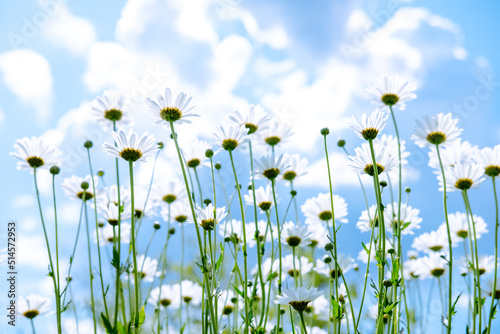 large daisies against the sky. summer flowers from below. flowers like from a fairy tale