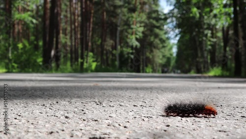 The butterfly caterpillar garden tiger moth (Arctia Caja) quickly crawls along the asphalt, overcomes the road. Garden pest. photo