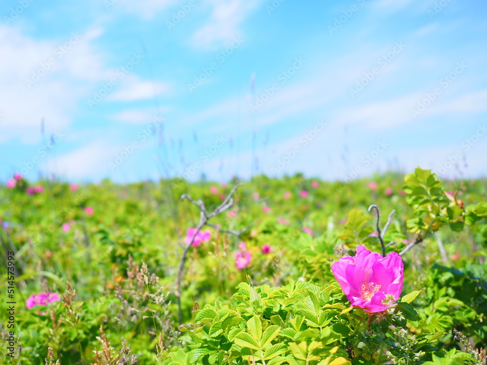 北海道の絶景 石狩はまなすの丘公園 はまなす群生地
