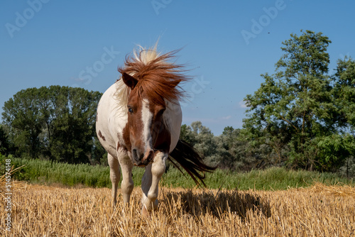 Pony photo