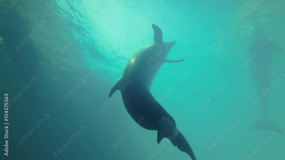 Dolphin Selfie - Curious dolphin looks into the camera lens and swims away. Slow motion Dolphin Selfie - Curious dolphin looks into the camera lens and swims away. Slow motion
