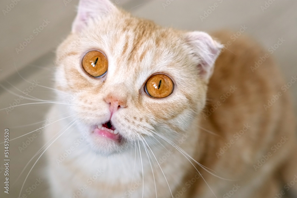 Funny red Scottish fold cat portrait looking shocked or surprised. Orange striped pet looking up. Cat opened his mouth with mad look. The concept of an animal that is surprised or amazed