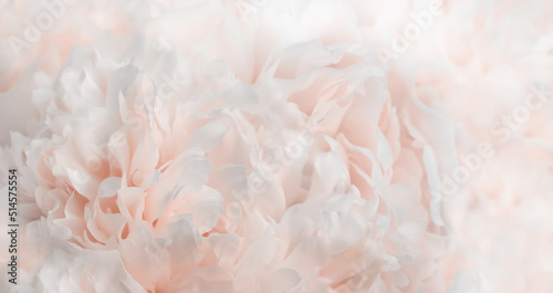 Fototapeta Naklejka Na Ścianę i Meble -  White and pale pink peony background, closeup texture of peonies