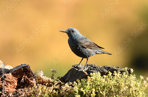 roquero solitario en la montaña en primavera