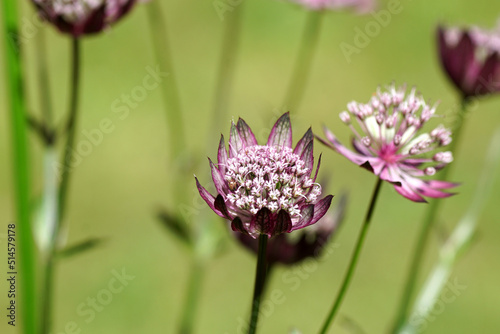 Closeup Flowers of Astrantia major 'Primadonna', the great masterwort, family Apiaceae. July, in a Dutch garden. Blurred lawn on the background.	 photo