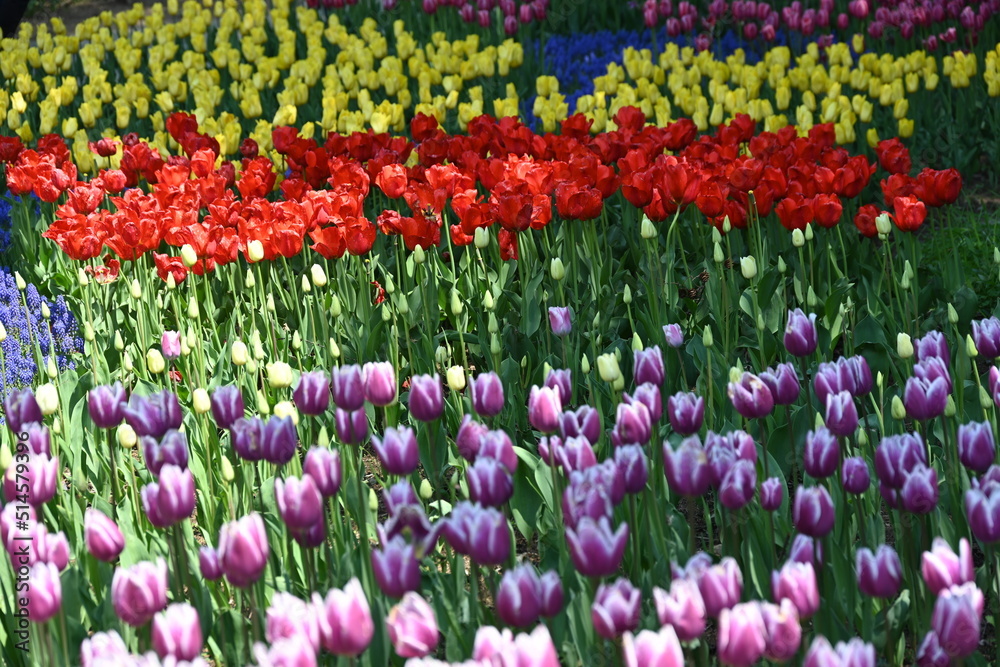 国営アルプスあづみの公園に咲いていた白縁の紫色のチューリップの花