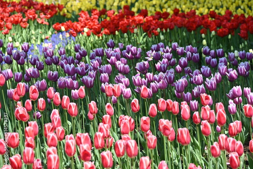 国営アルプスあづみの公園に咲いていた色とりどりのチューリップの花