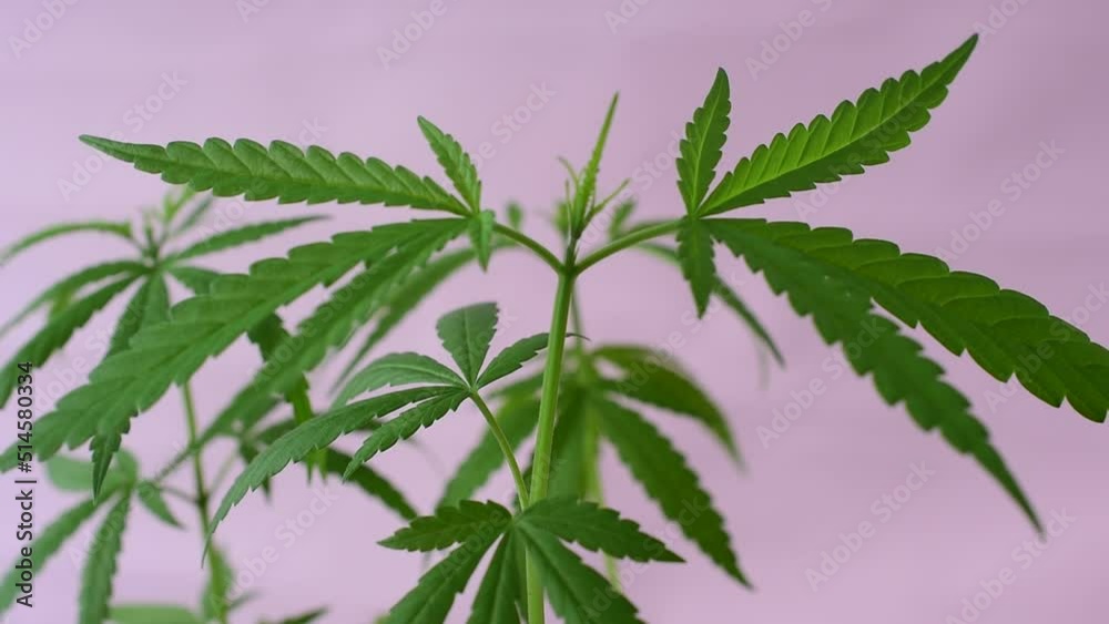Young shoots sprouts cannabis leaves green purple background video Young shoots sprouts cannabis leaves green purple background video