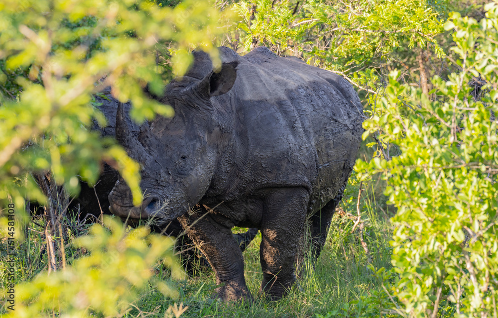 Fototapeta premium Nashorn im Naturreservat Hluhluwe Nationalpark Südafrika
