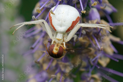 Closeup on a goldenrod crab spider , Misumena vatia eating a Marmalade hoverfly, Episyprhus balteatus photo