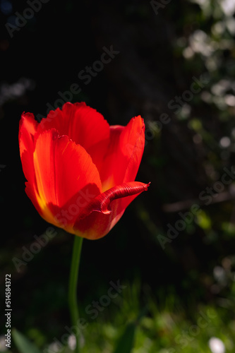 red flower in spring scenario