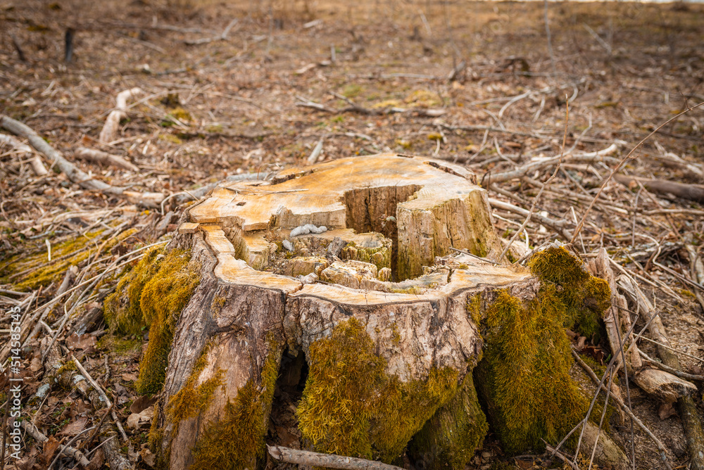 Fototapeta premium Tree cutted stump in the forest.Felled timber in the autumn forest.closeup.Environment concept.