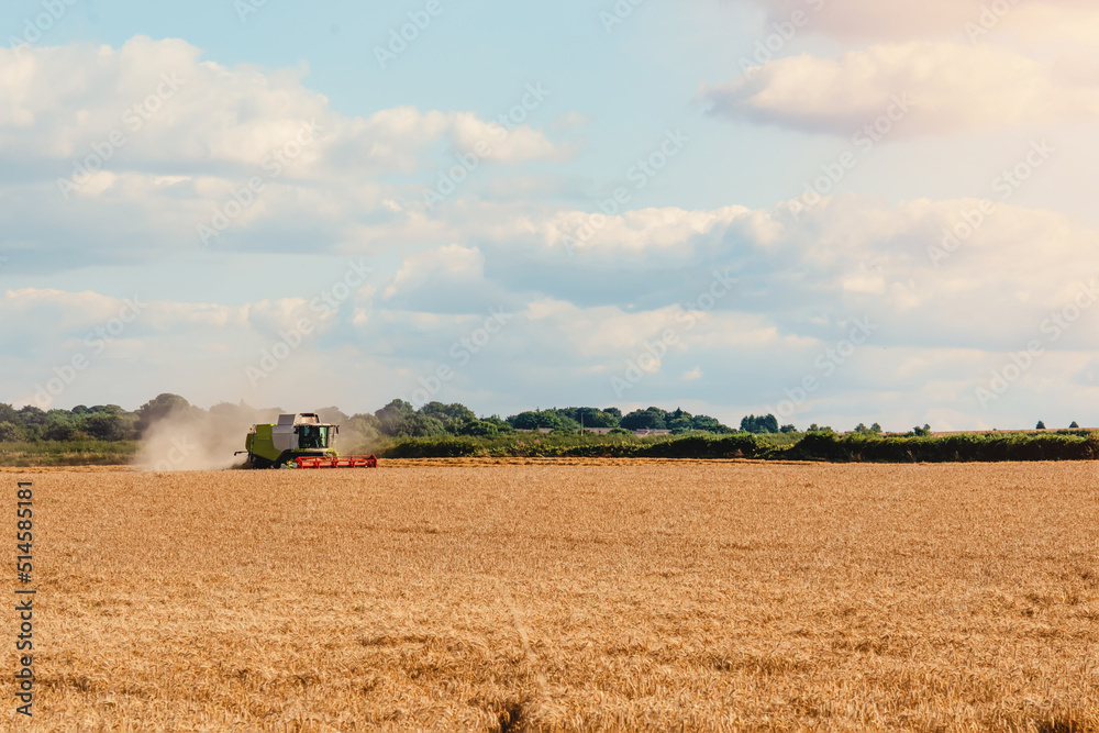 Fototapeta premium Wheat harvesting in the summer season by a modern combine harvester with a dramatic sky and rainbow in the background. Farmers fighting food shortage